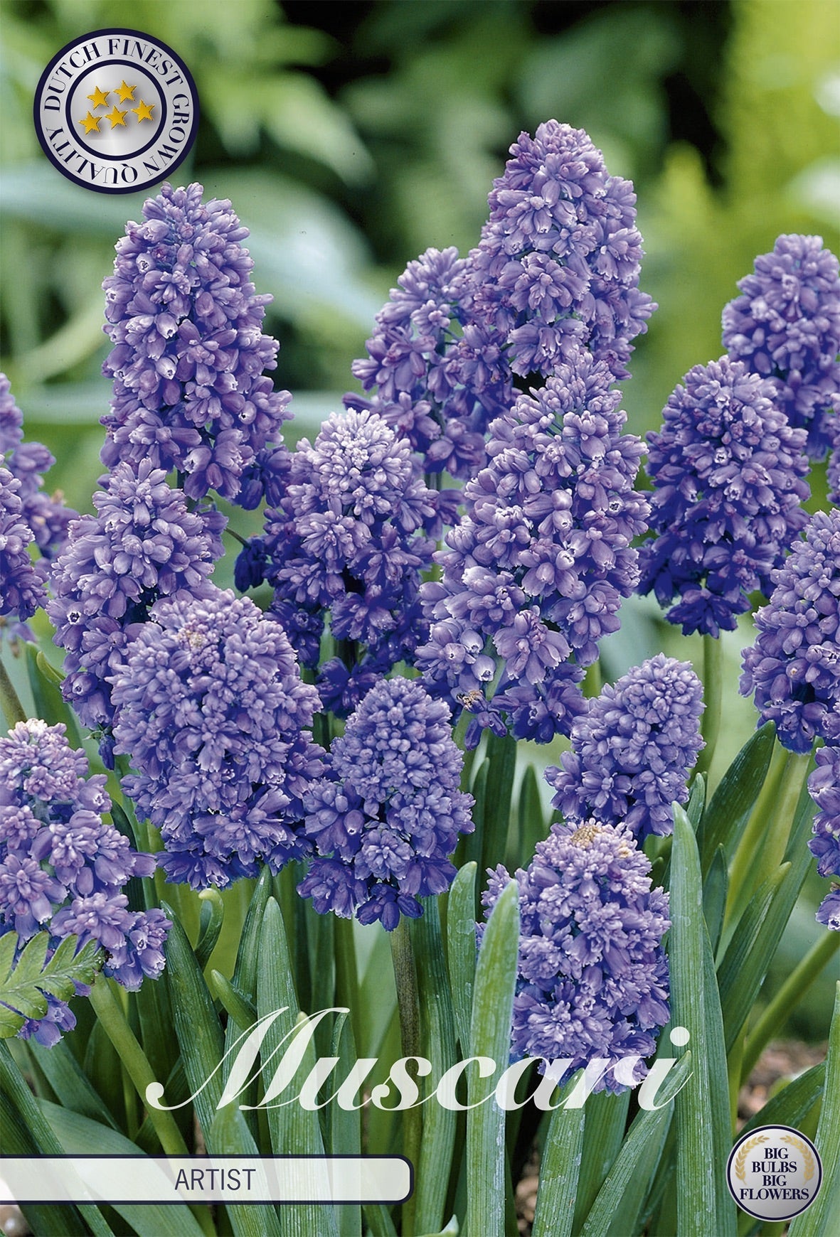 Muscari-artiest