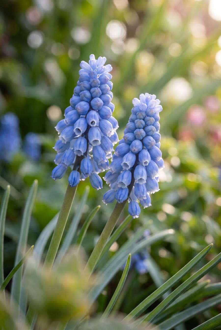 Muscari Azureum — sfeerbeeld