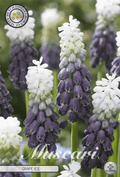 Muscari Druivenijs