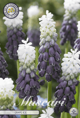 Muscari Druivenijs