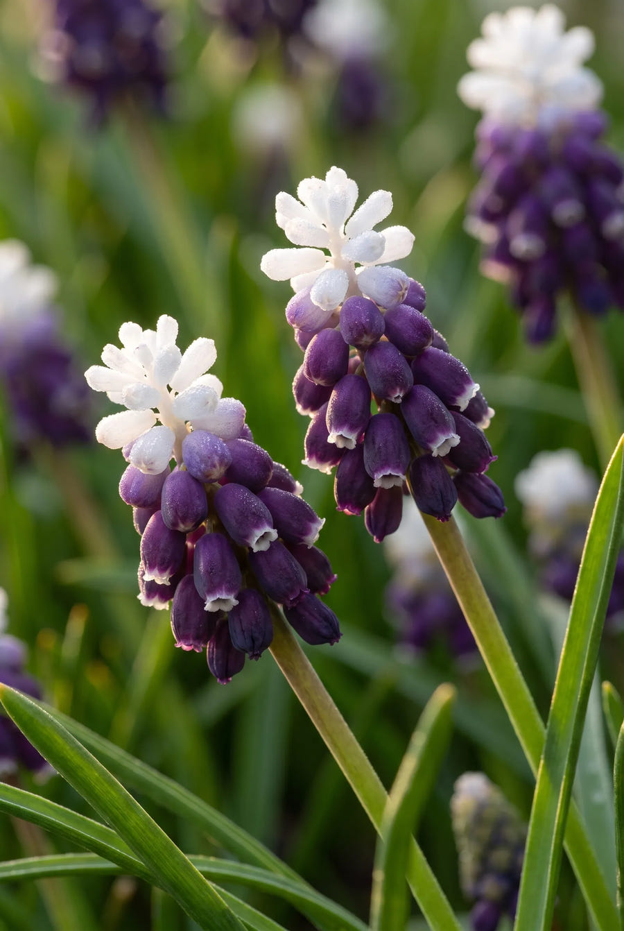Muscari Grape Ice — sfeerbeeld