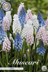 Muscari gemengd