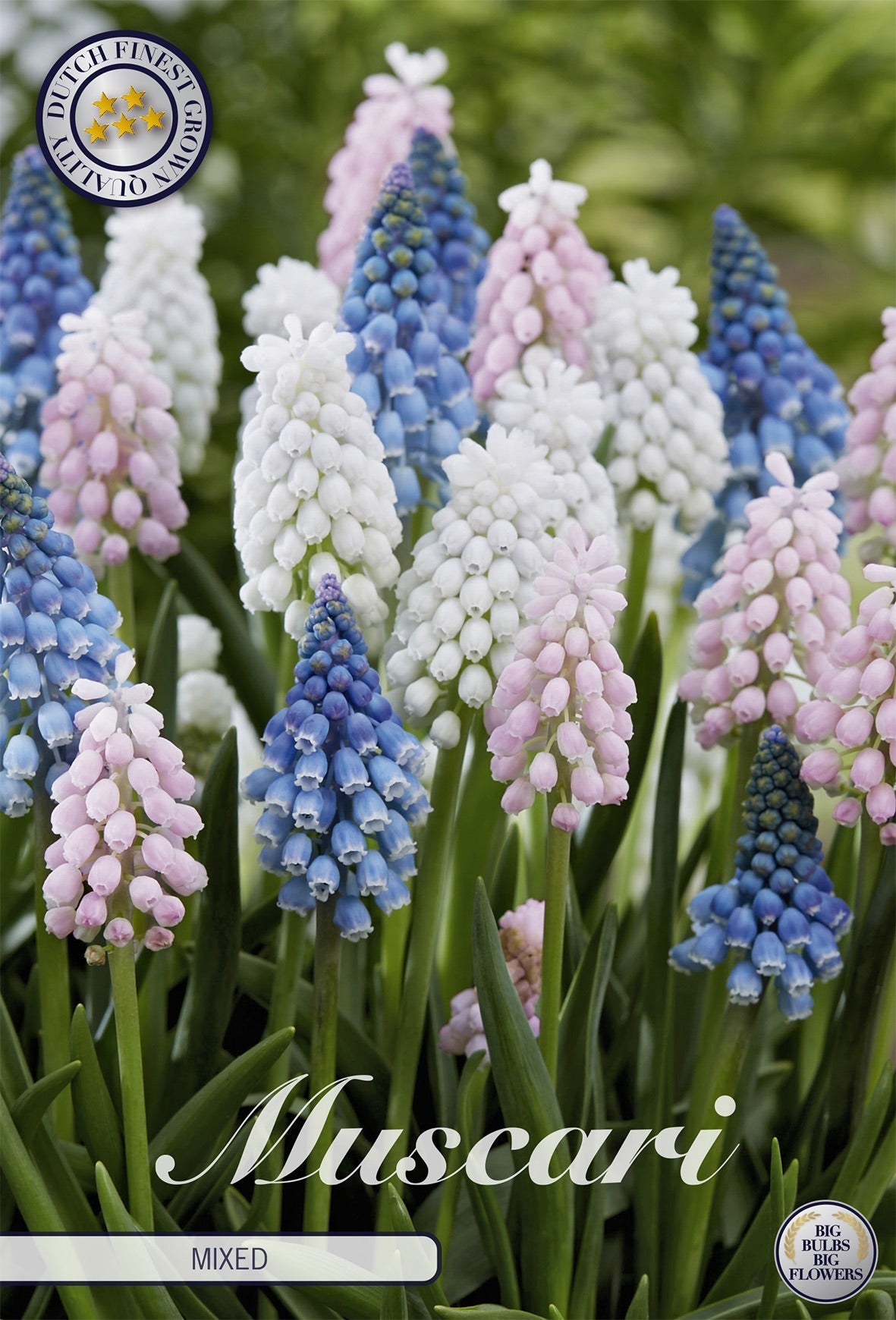 Muscari gemengd