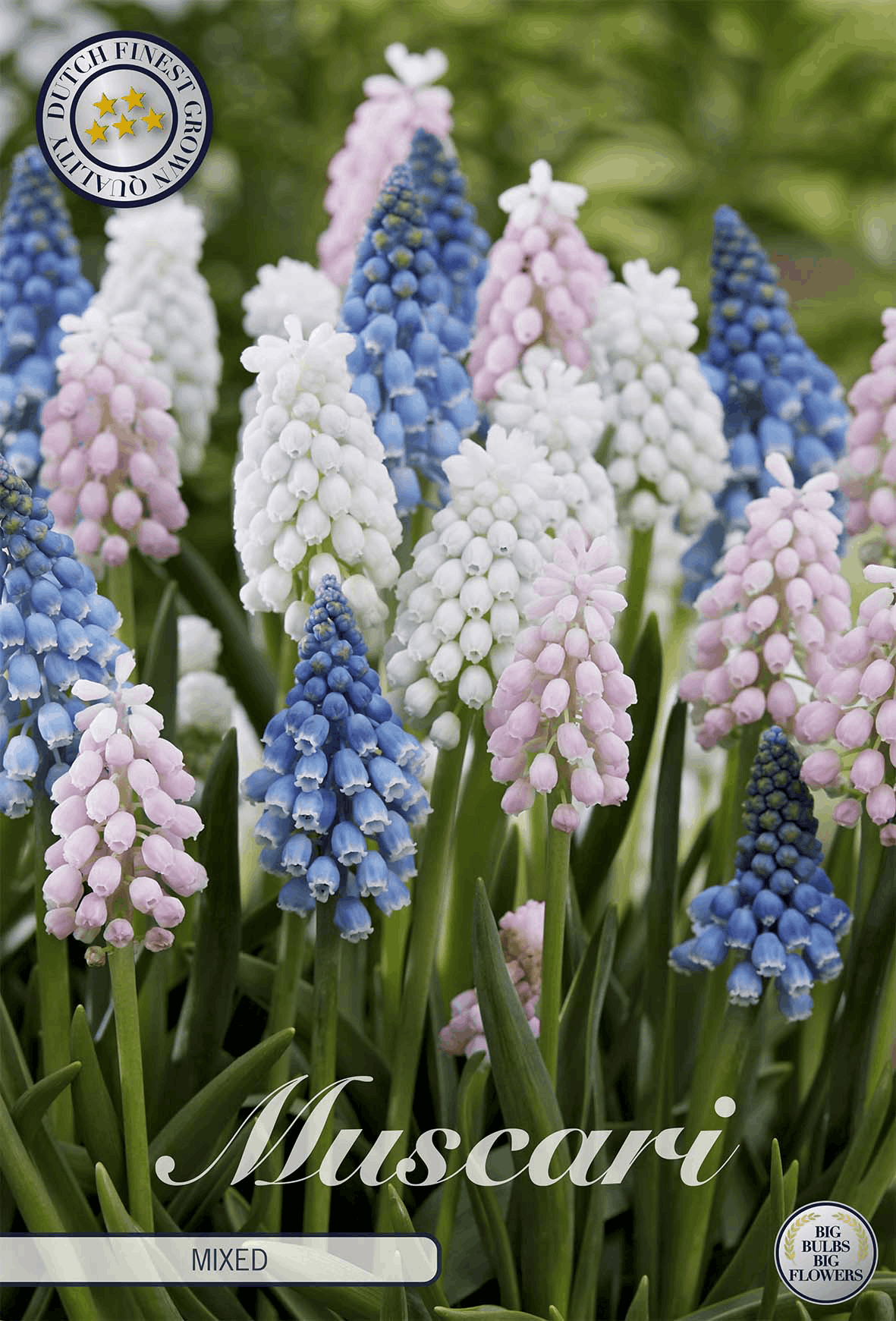 Muscari gemengd