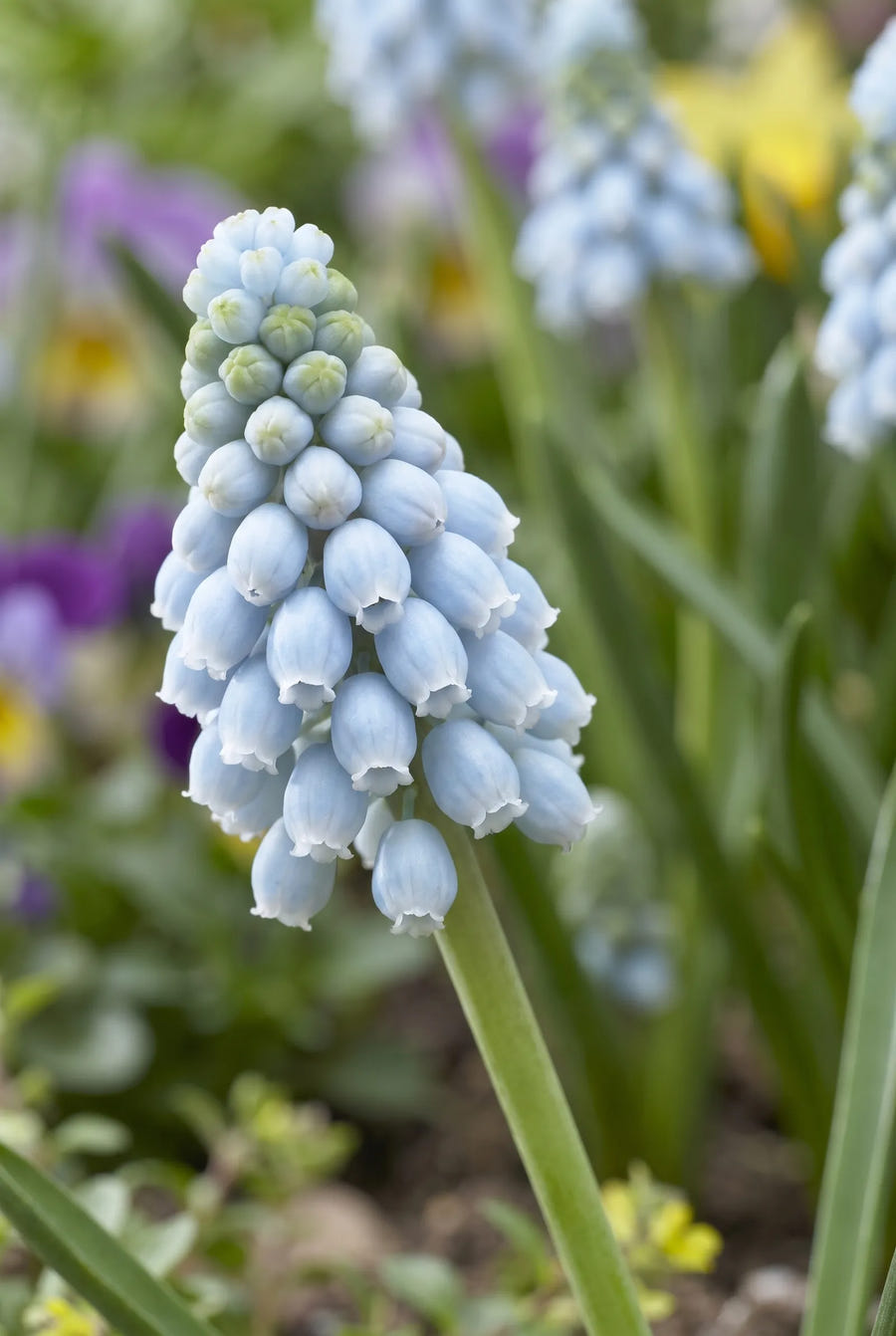 Muscari Valerie Finnis — close-up van de bloem