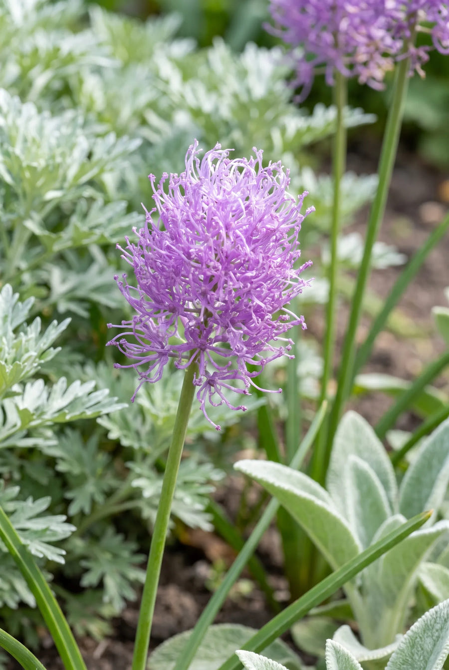Muscari Plumosum — close-up van de bloem