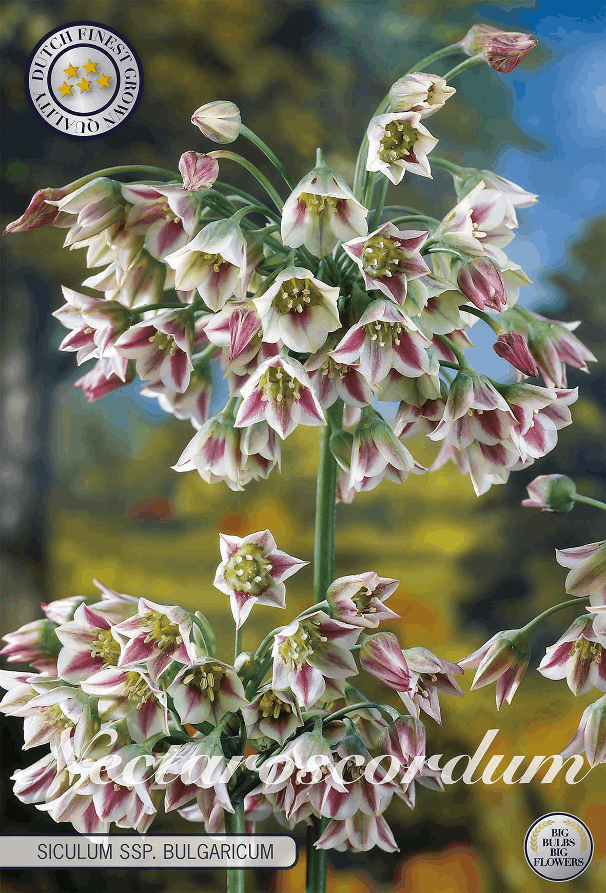 Nectaroscordum Siculum ssp. Bulgarije