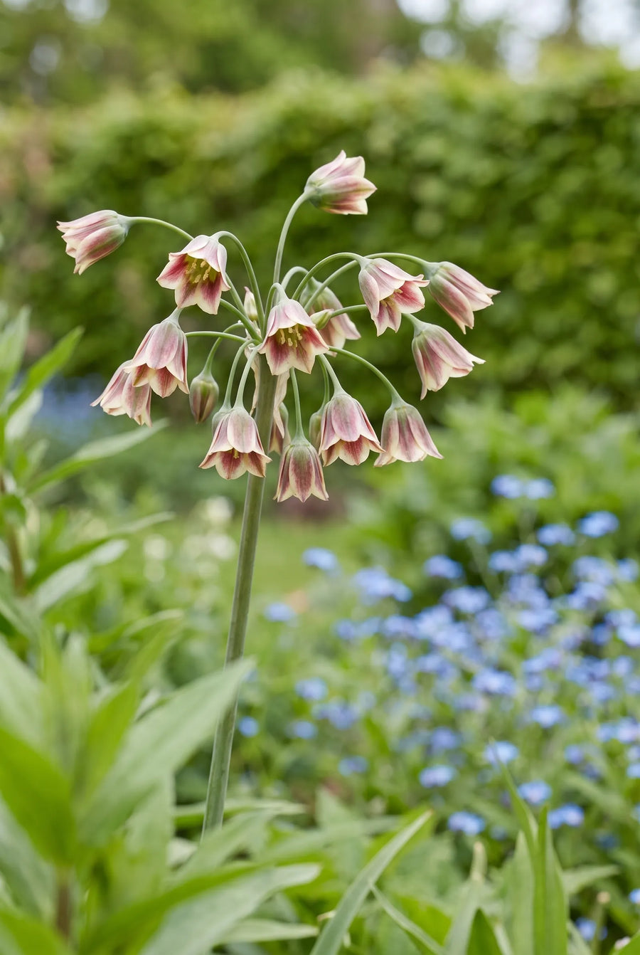 Nectaroscordum Siculum ssp. Bulgaricum — close-up van de bloem
