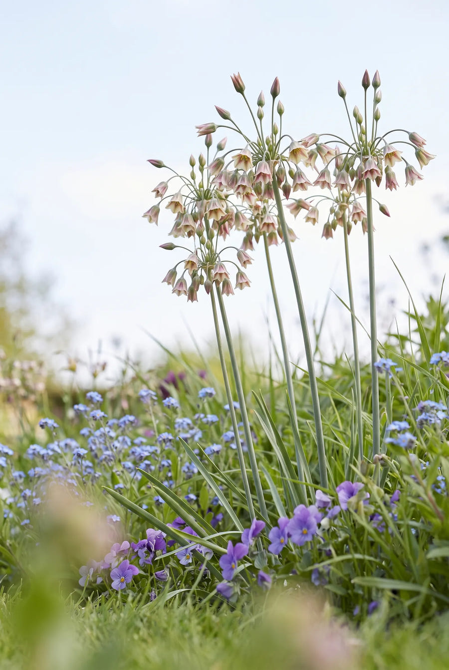 Nectaroscordum Siculum ssp. Bulgaricum — in de tuin