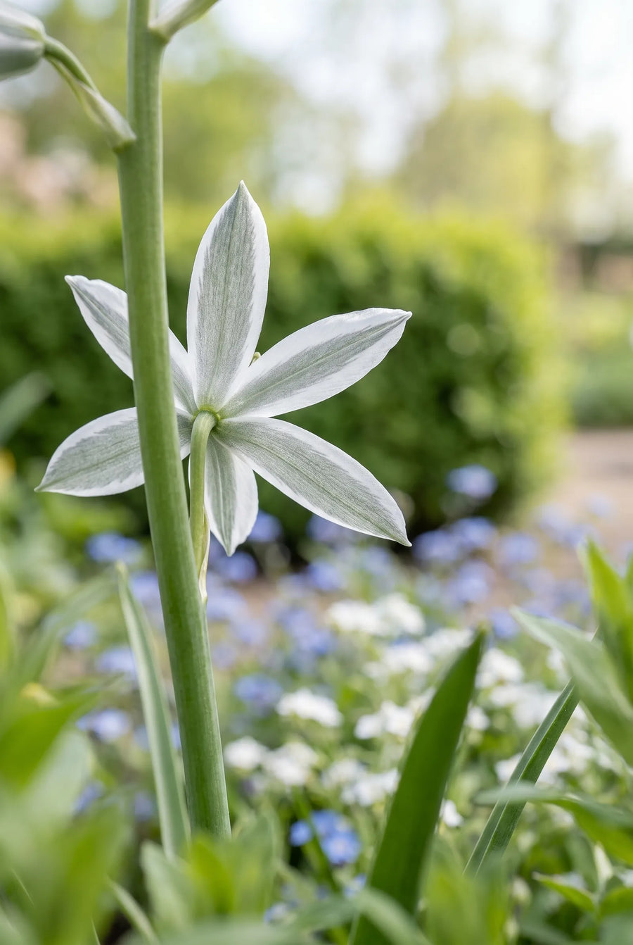 Ornithogalum Nutans — close-up van de bloem