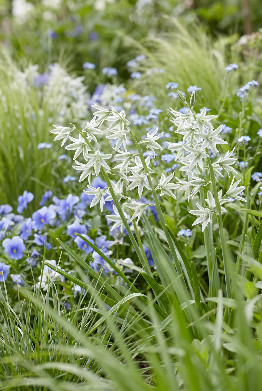 Ornithogalum Nutans — in de tuin