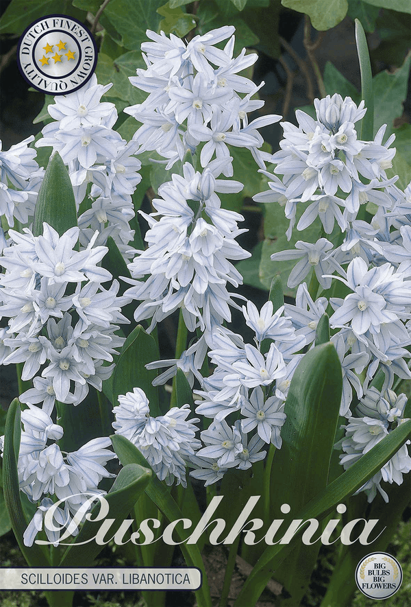 Puschkinia Scilloides var. Libanotica