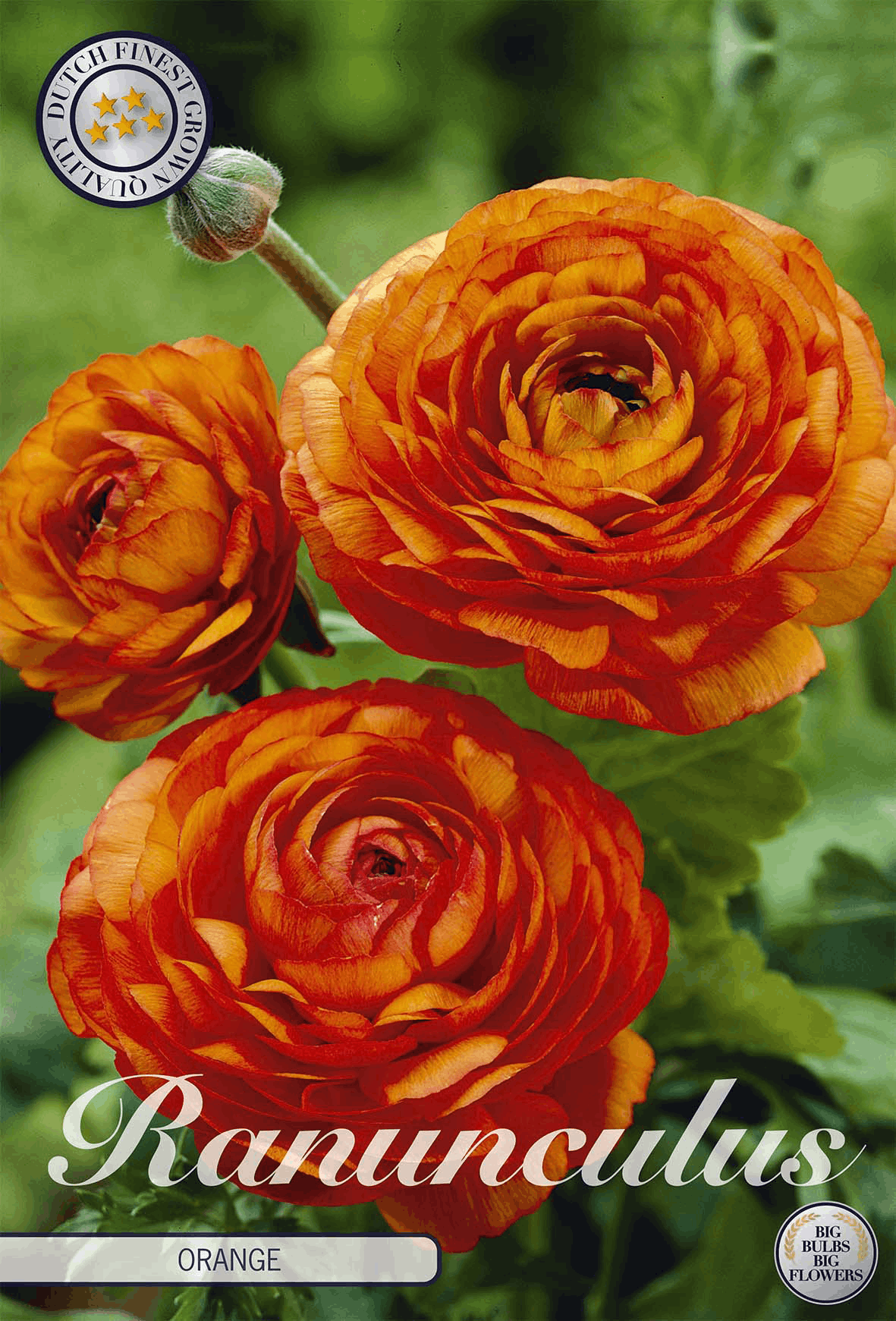 Ranunculus Oranje