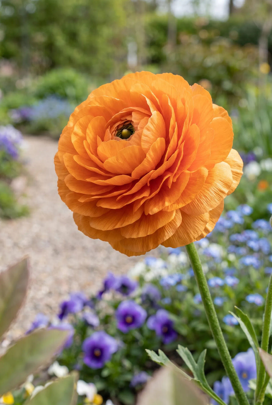 Ranunculus Orange — close-up van de bloem