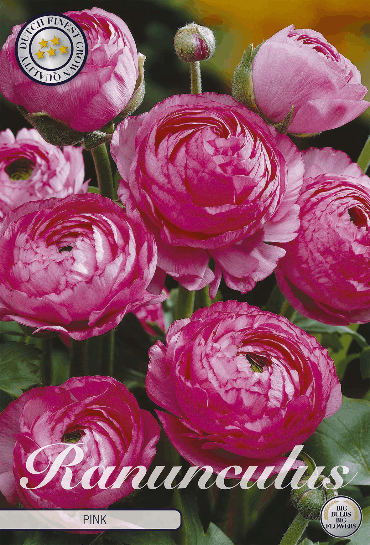 Ranunculus roze