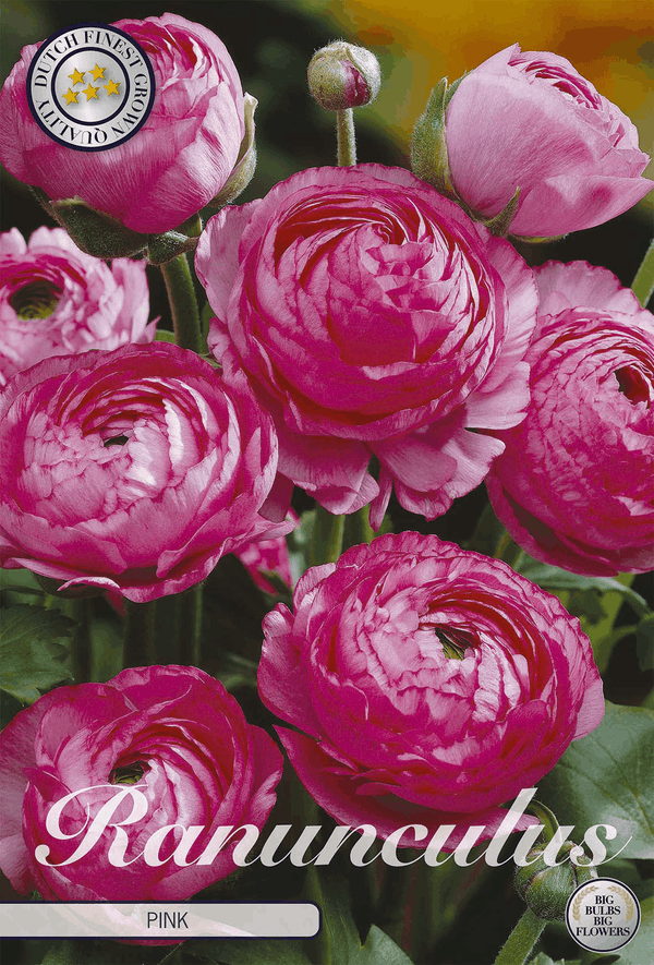 Ranunculus roze