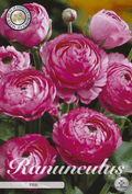 Ranunculus roze