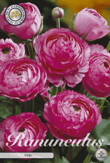 Ranunculus roze