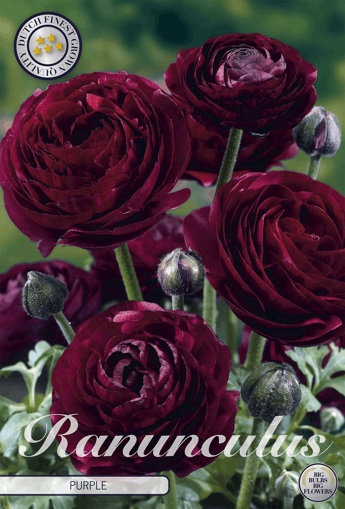 Ranunculus Paars