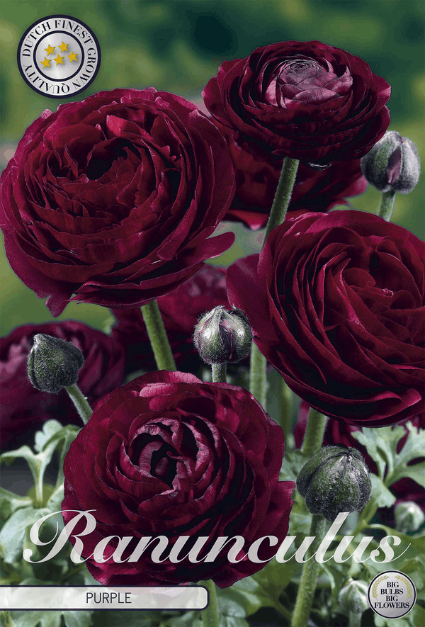Ranunculus Paars