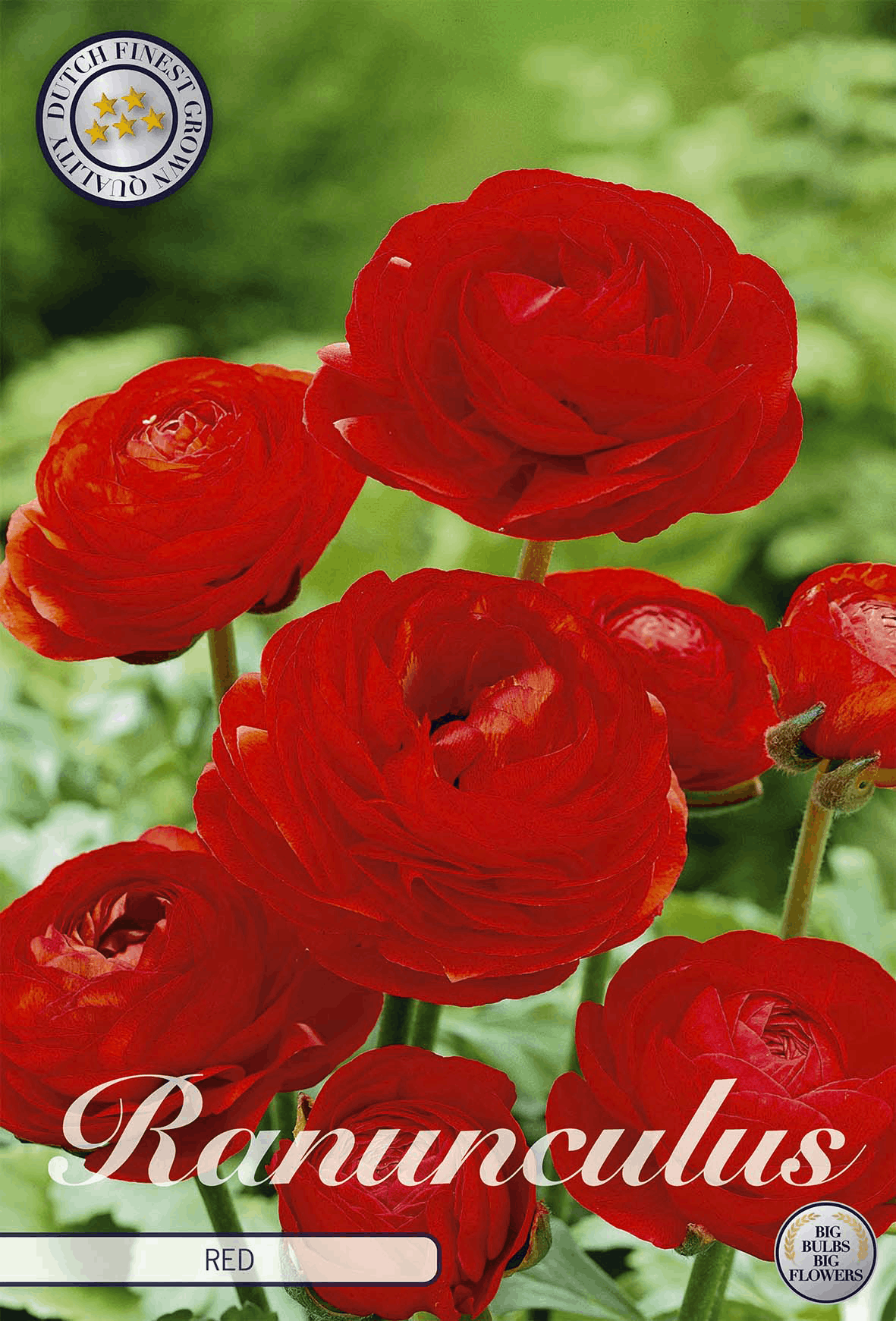 Ranunculus rood