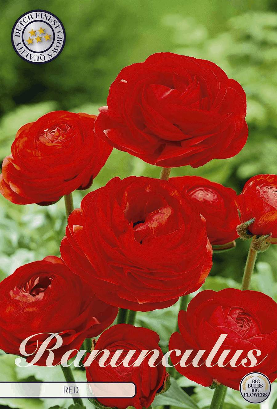 Ranunculus rood