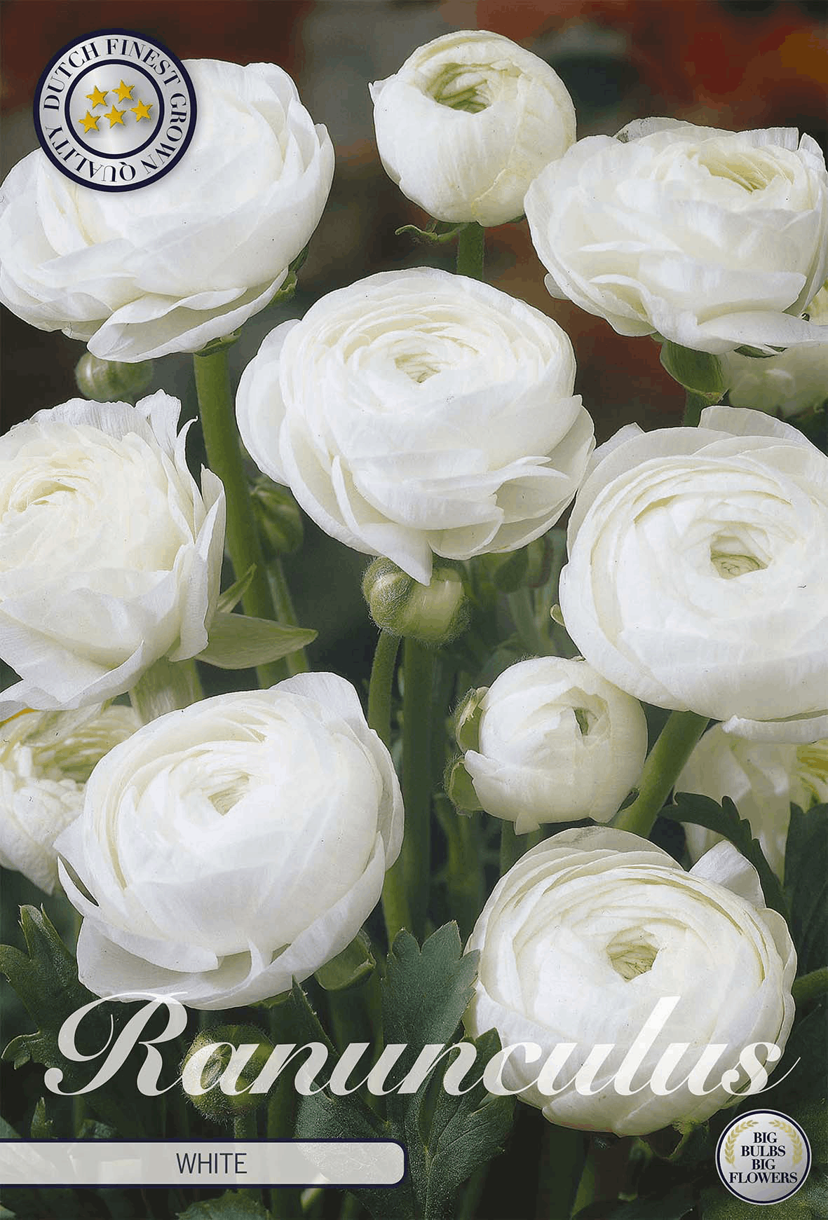 Ranunculus wit