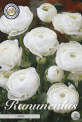 Ranunculus wit