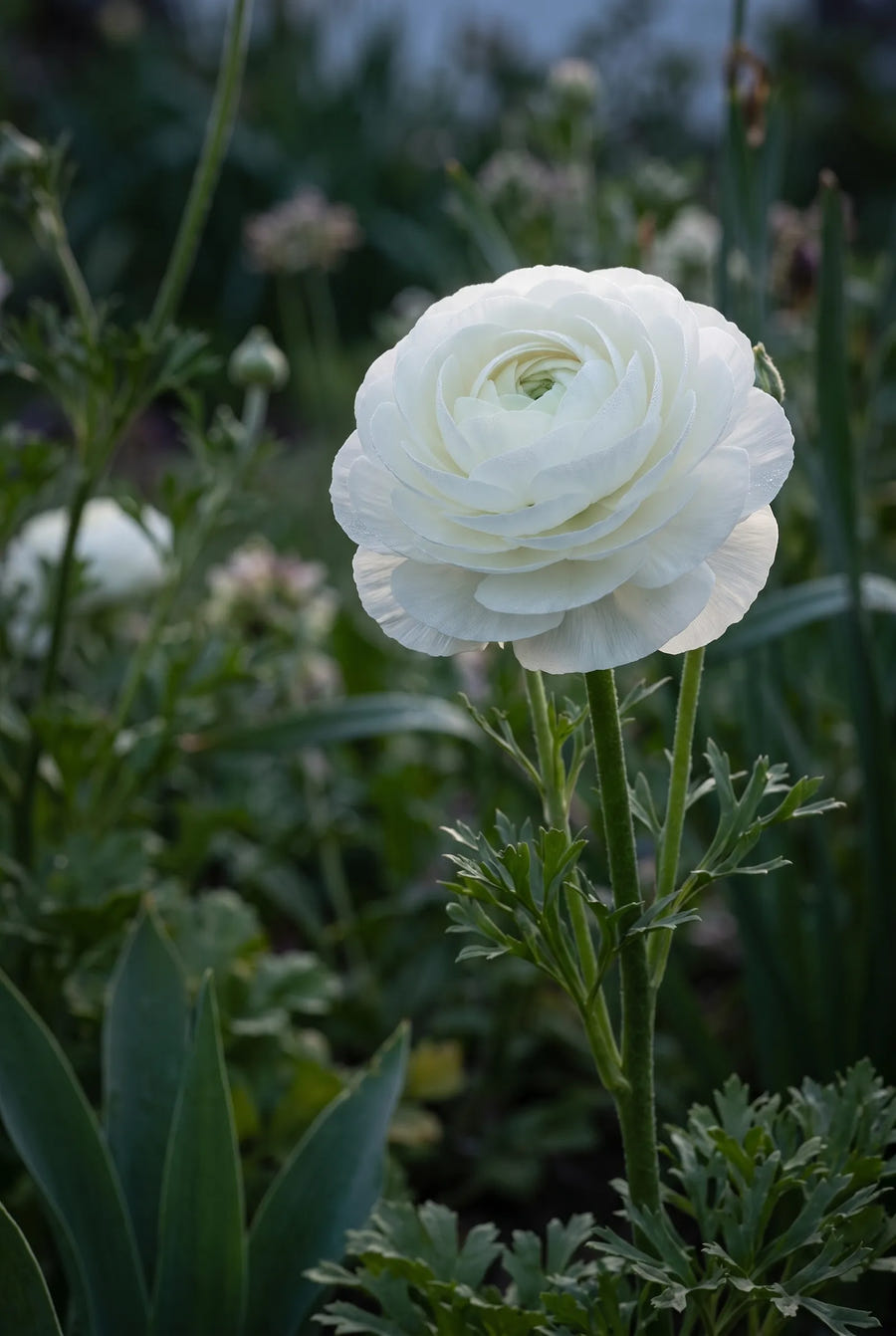 Ranunculus White — sfeerbeeld