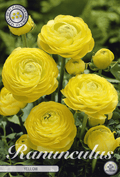 Ranunculus geel