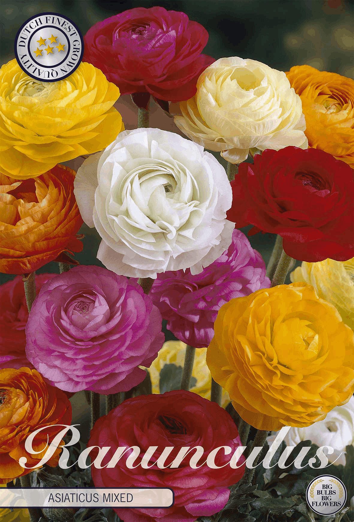 Ranunculus Asiaticus Gemengd