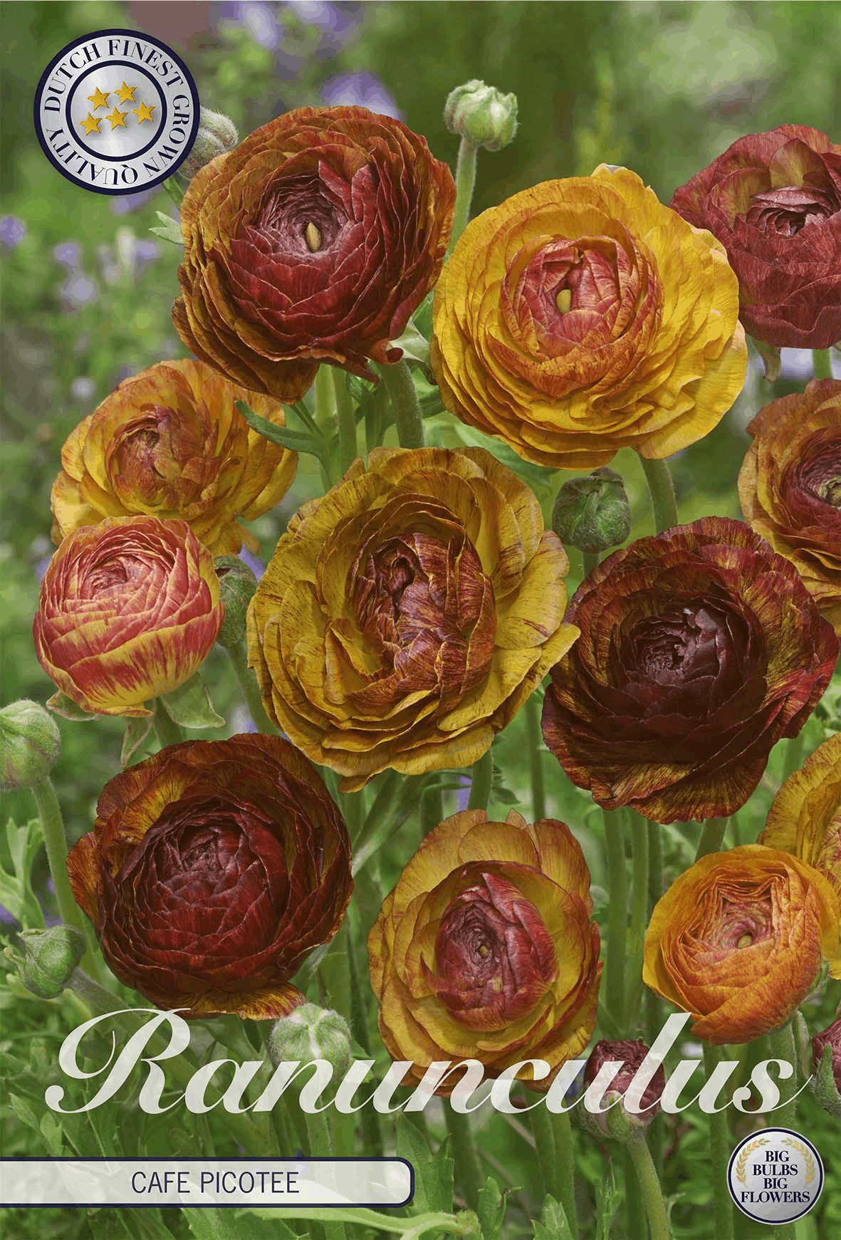 Ranunculus Café Picotee