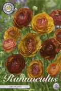 Ranunculus Café Picotee