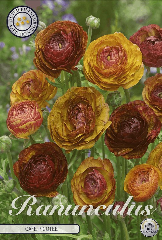 Ranunculus Café Picotee