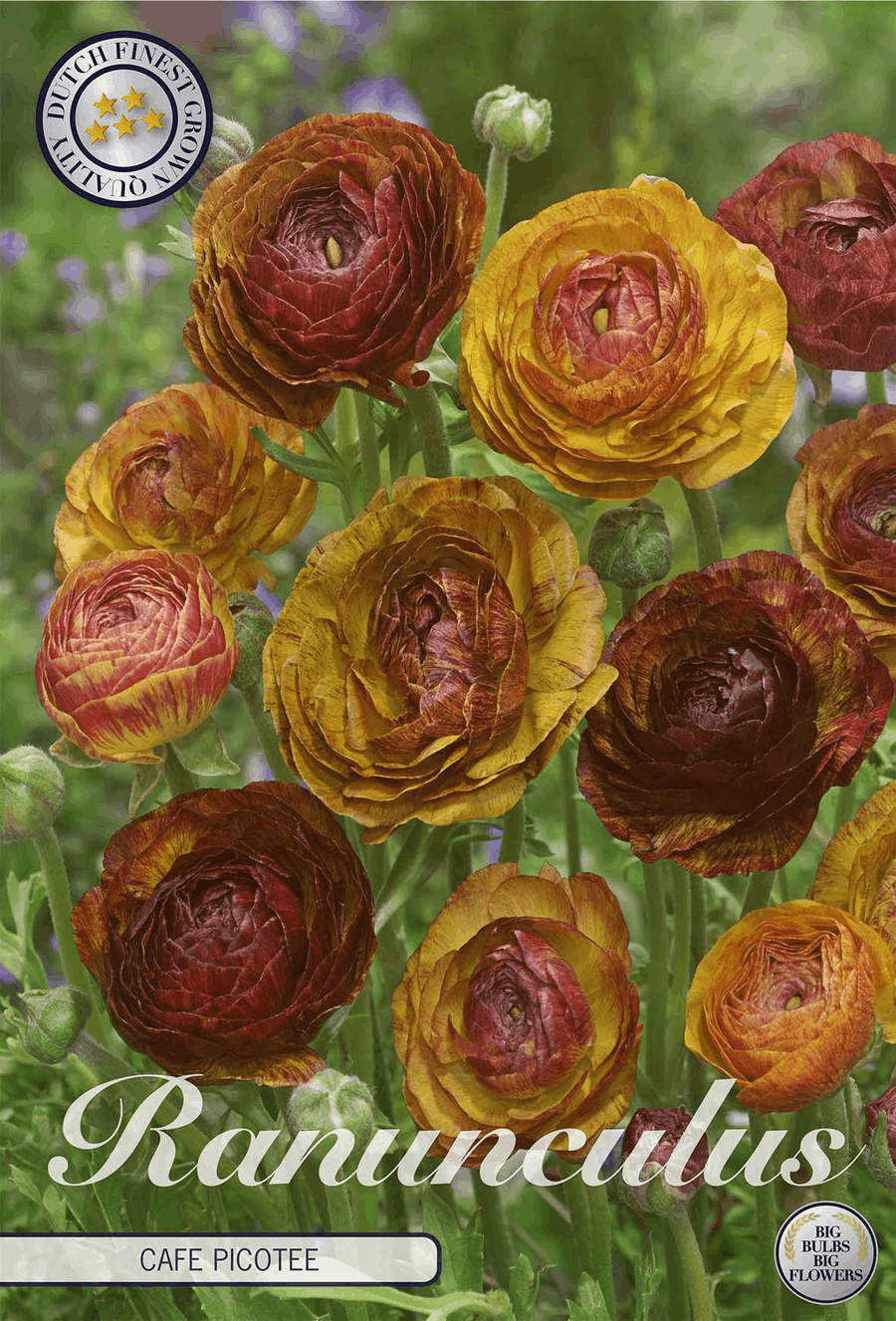 Ranunculus Café Picotee