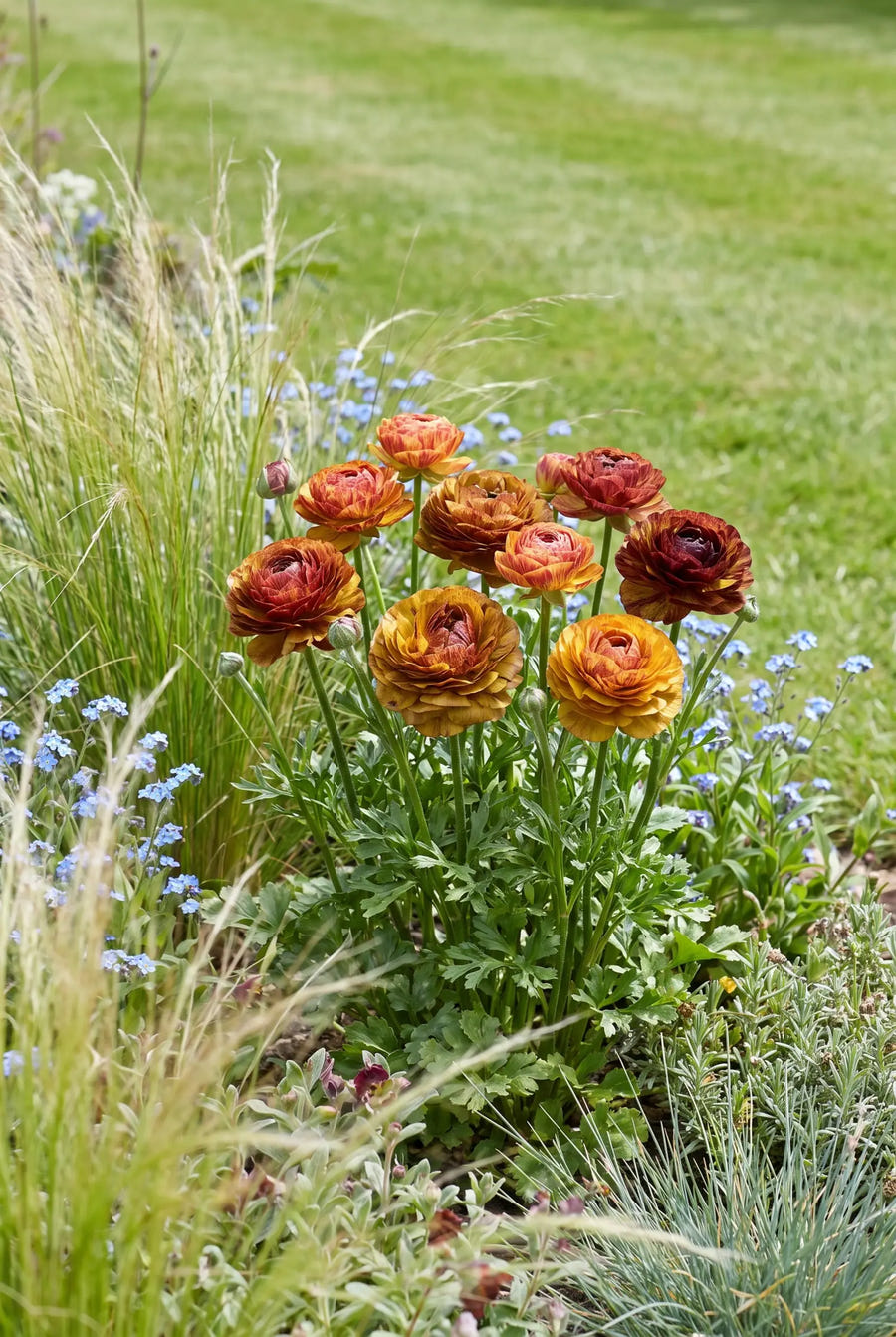 Ranunculus Cafe Picotee — in de border