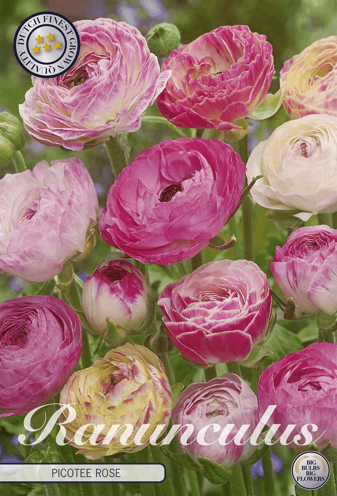 Ranunculus Picotee Roos