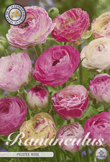 Ranunculus Picotee Roos