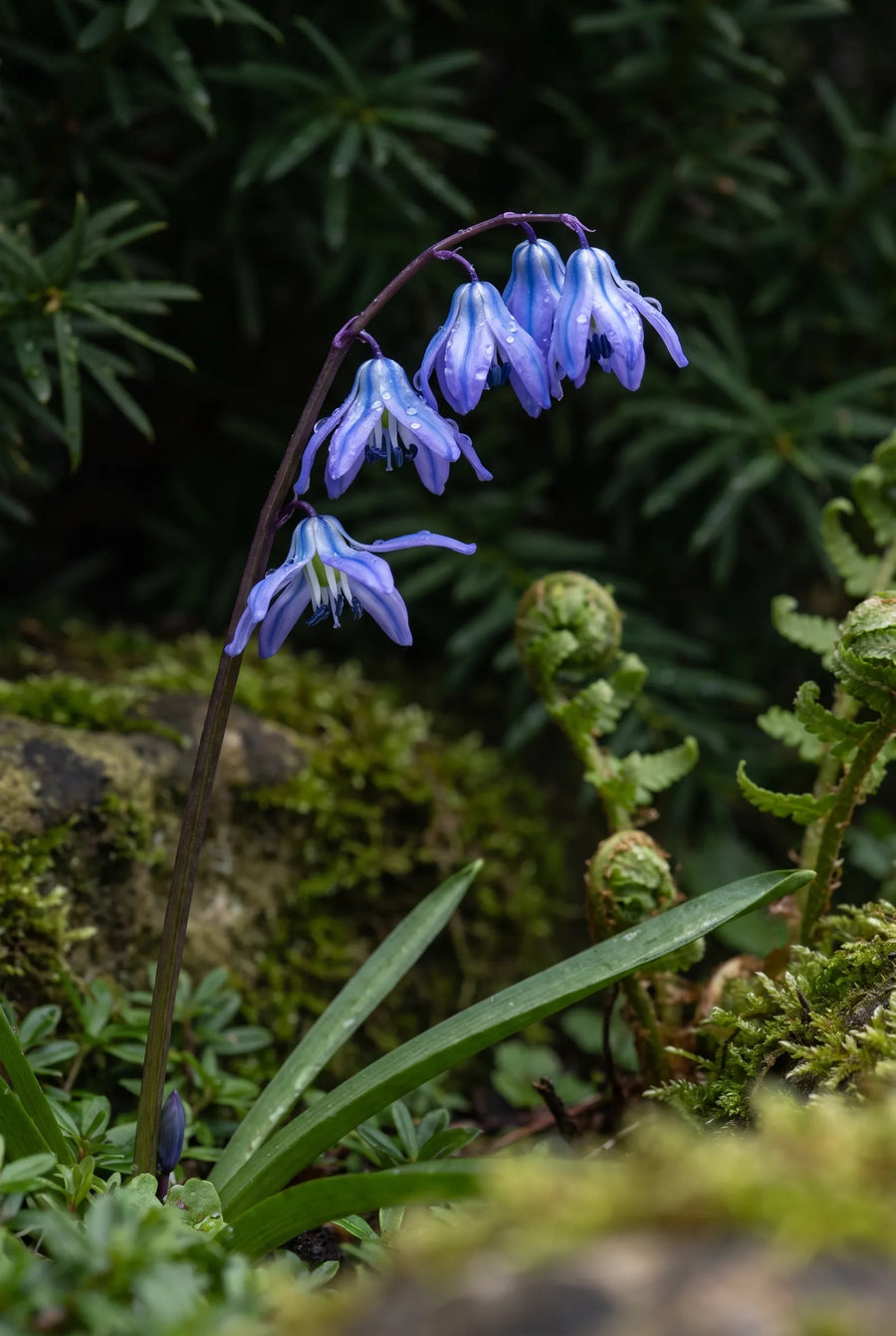 Scilla Siberica — sfeerbeeld