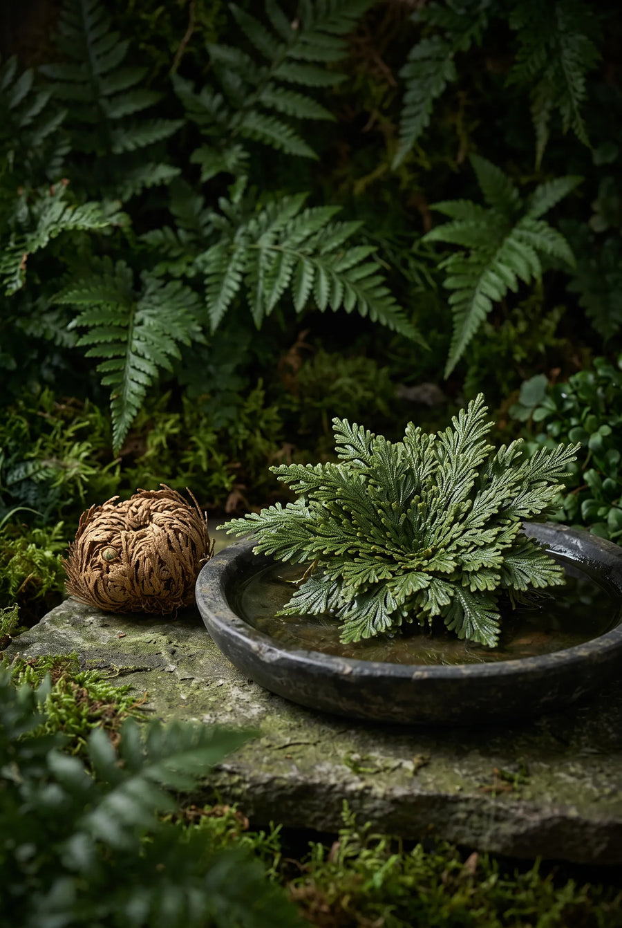 Selaginella Roos van Jericho — sfeerbeeld