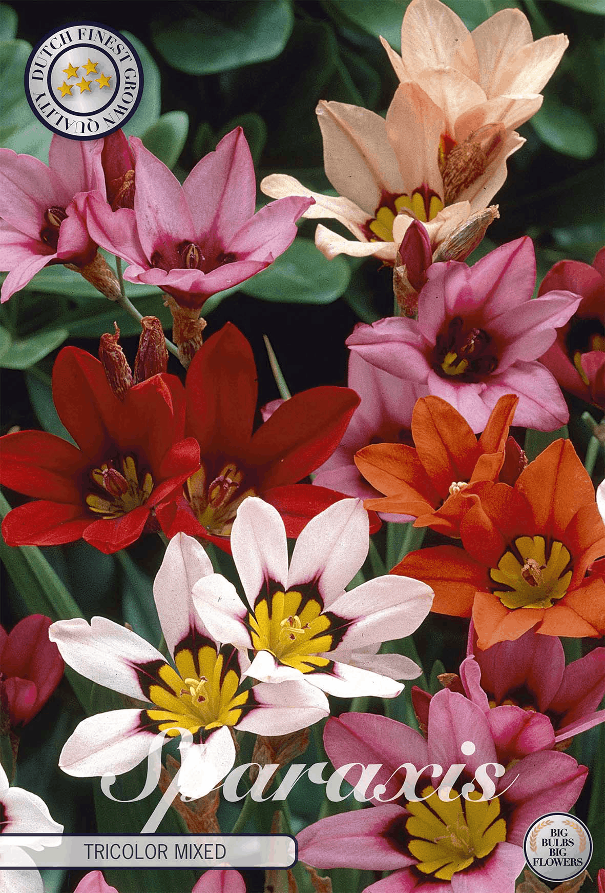 Sparaxis Tricolor Gemengd