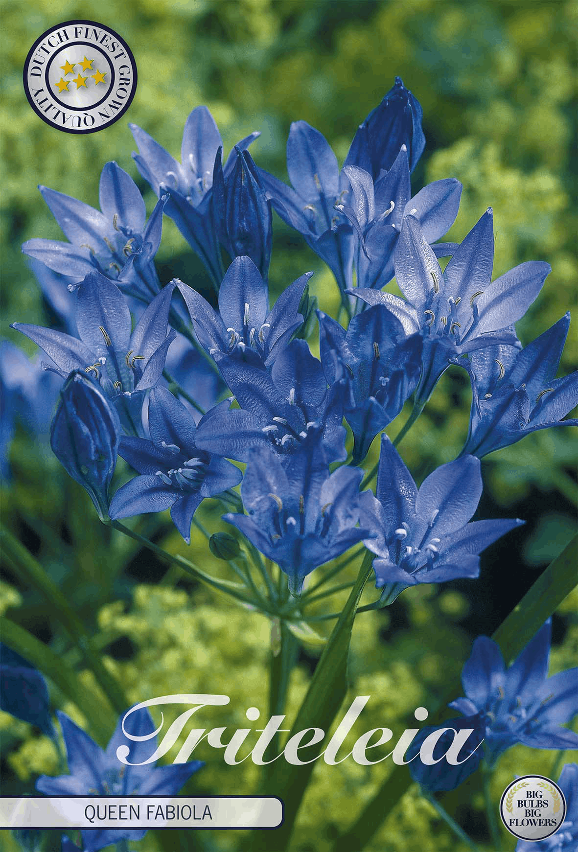 Triteleia Koningin Fabiola