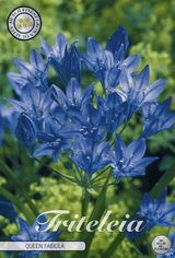 Triteleia Koningin Fabiola