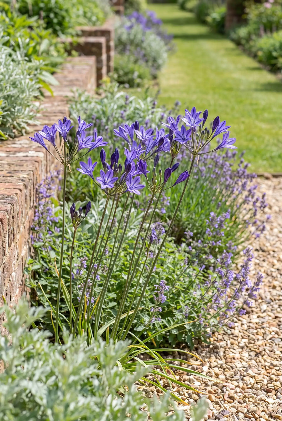 Triteleia Queen Fabiola — groep in de tuinborder