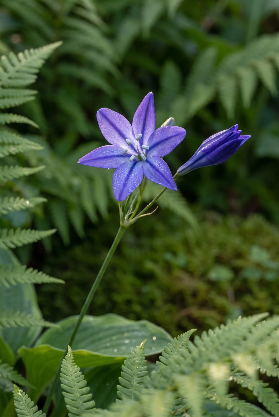 Triteleia Queen Fabiola — sfeerbeeld