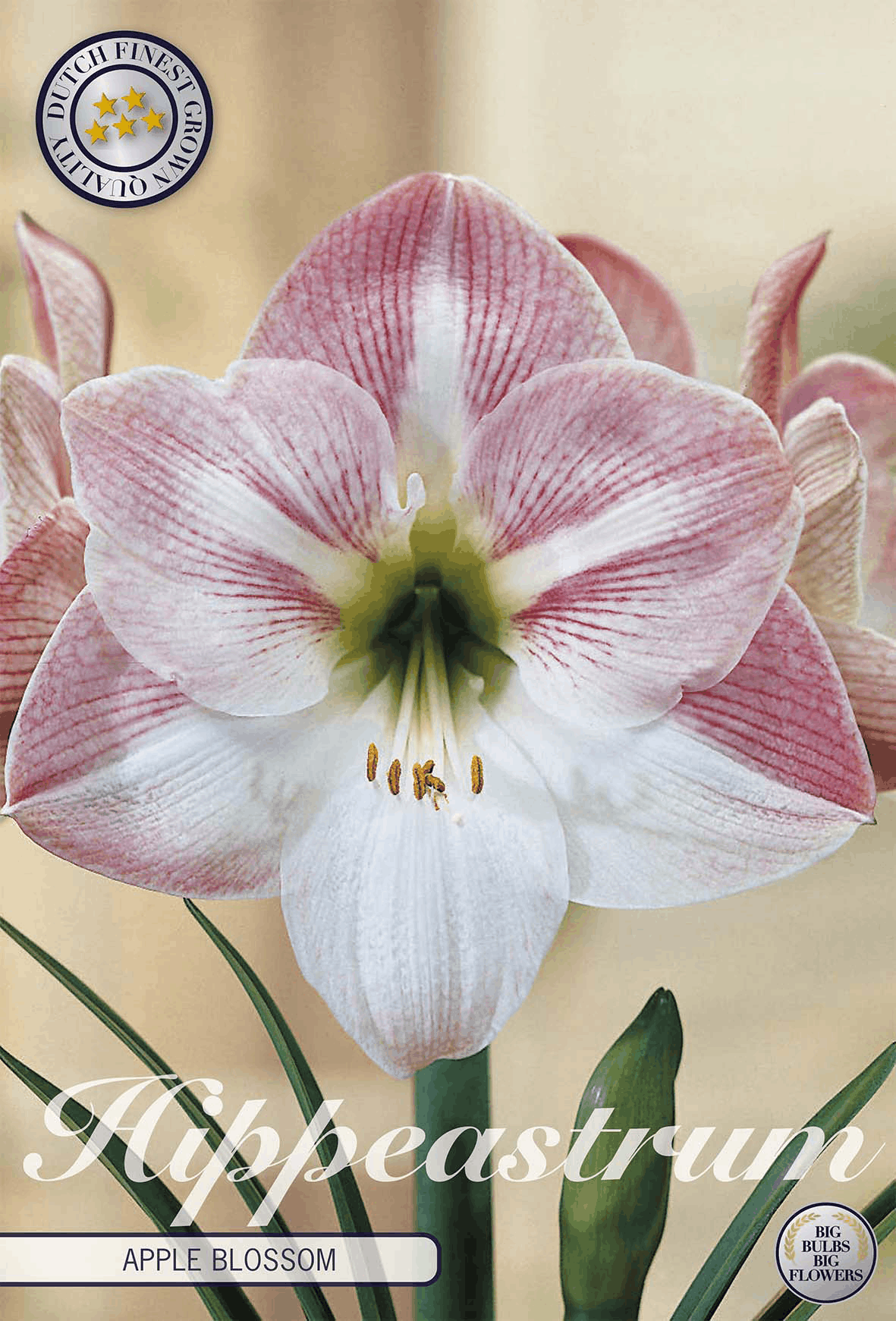 Hippeastrum appelbloesem