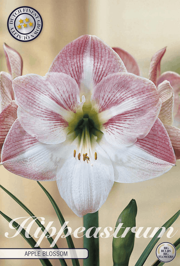 Hippeastrum Apple Blossom
