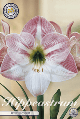Hippeastrum appelbloesem