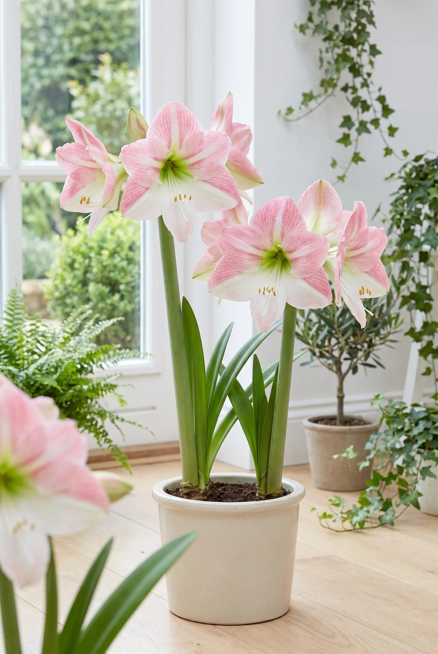 Hippeastrum Apple Blossom — in de border