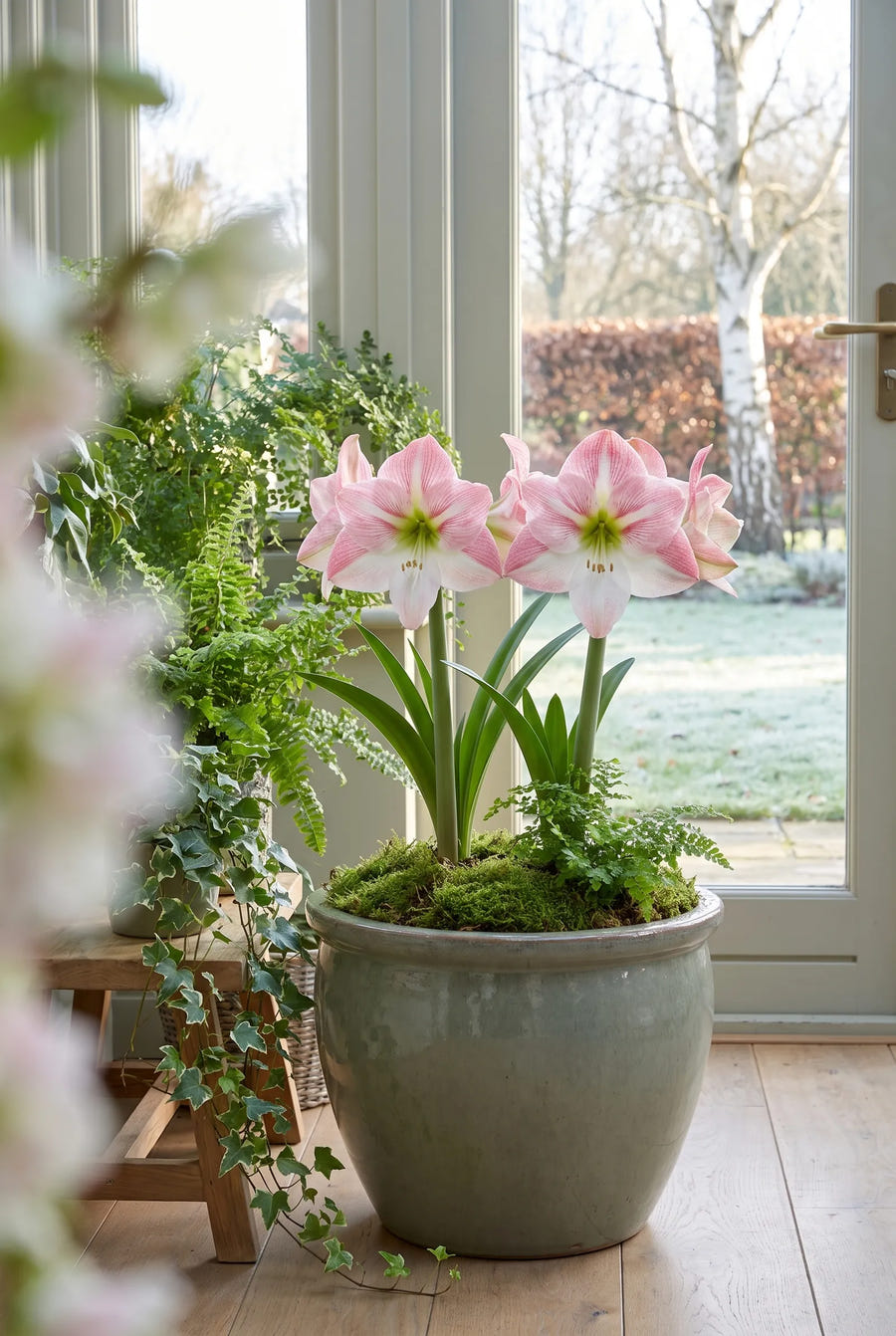 Hippeastrum Apple Blossom — in pot op terras